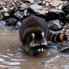 waschbär beim fischen