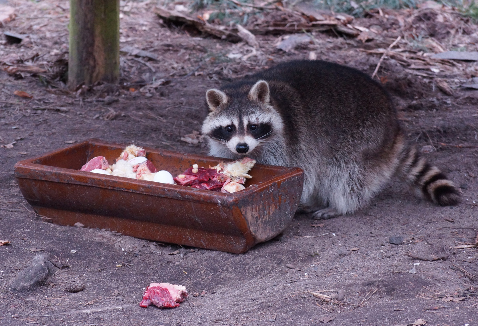 Waschbär beim fressen