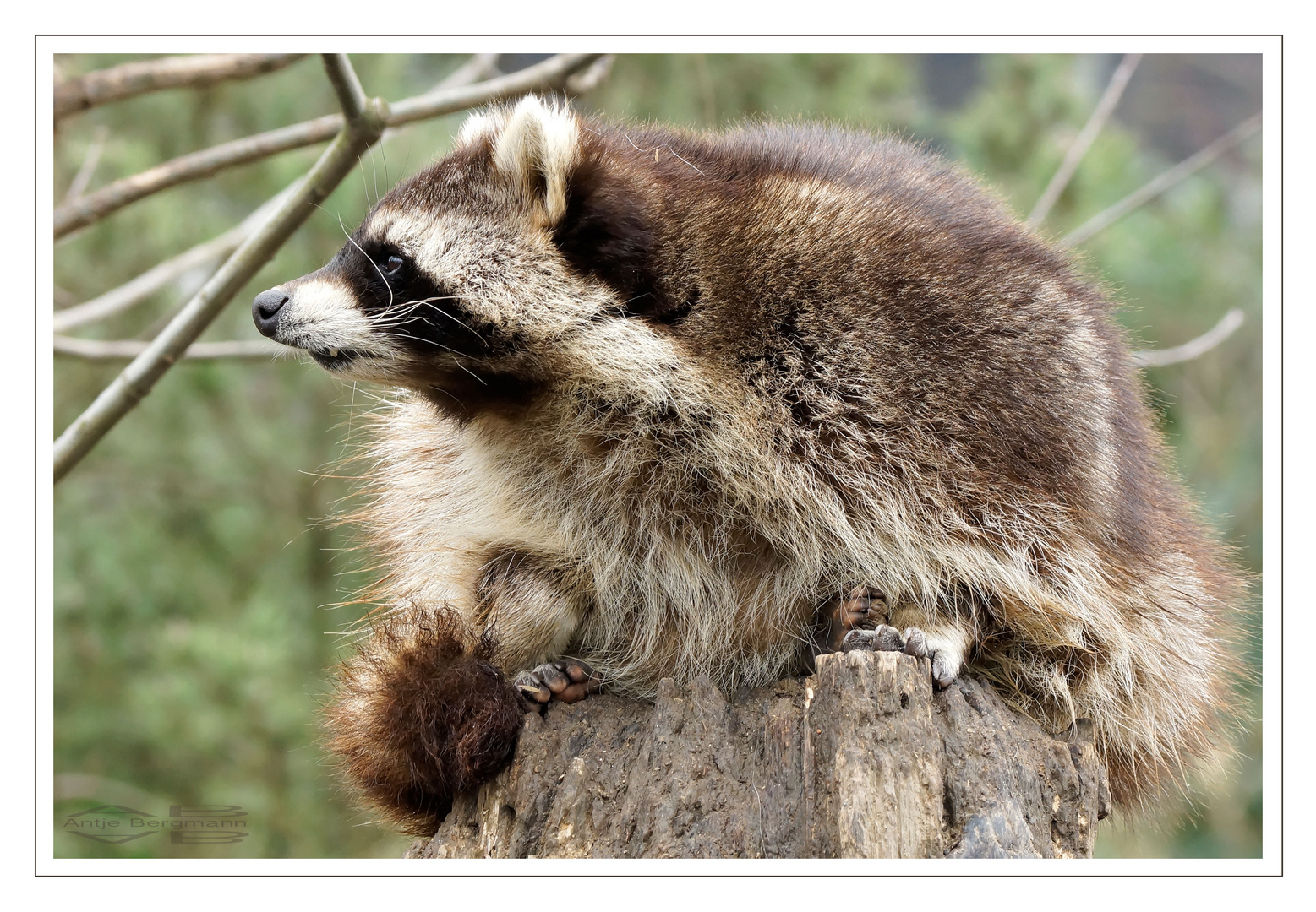 Waschbär beim ... ja was eigentlich?