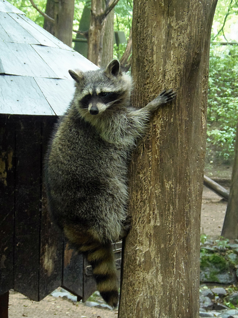 Waschbär beim Klettern