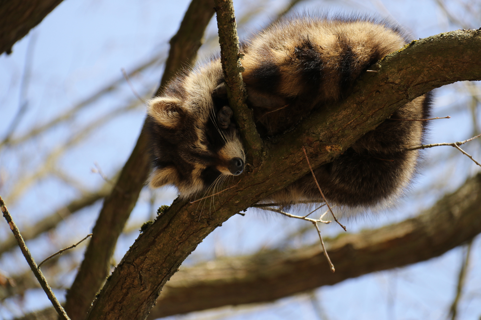 Waschbär beim Mittagsschlaf