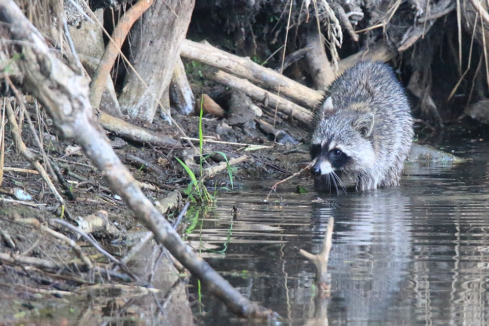 Waschbär beim Nahrung waschen