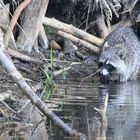 Waschbär beim Nahrung waschen