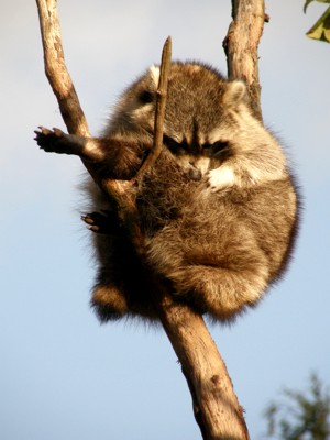 Waschbär beim putzen