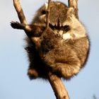 Waschbär beim putzen