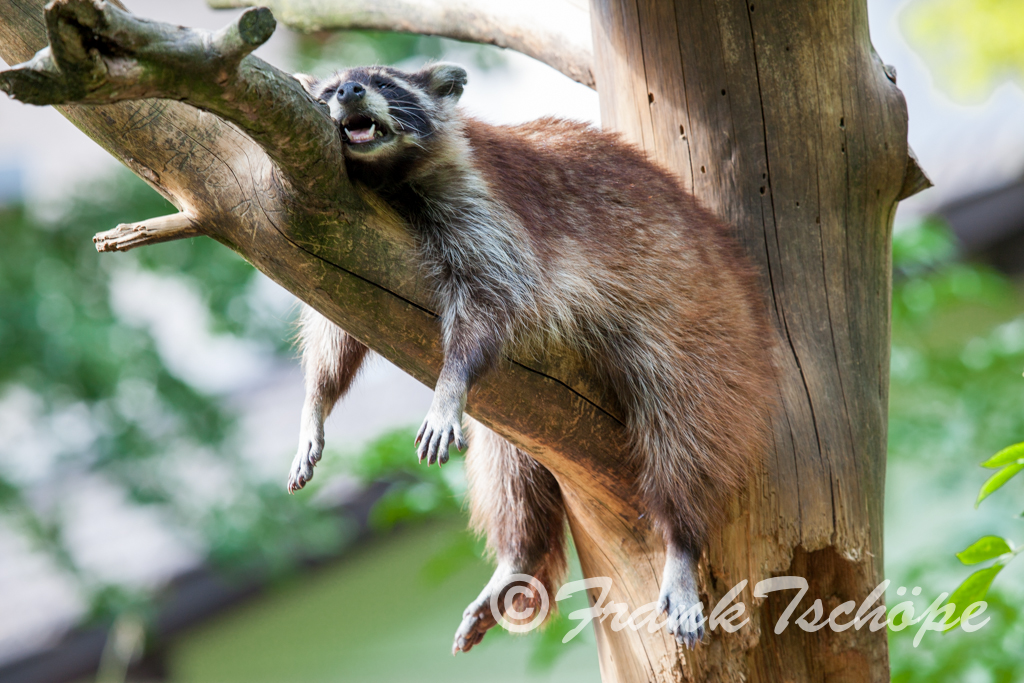 Waschbär beim Tiefschlaf