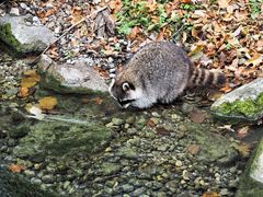 Waschbär beim waschen