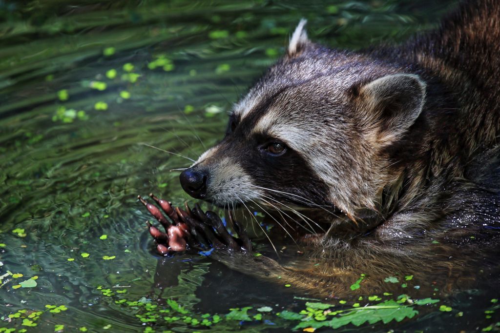 Waschbär beim Waschen Foto & Bild natur, zoo, tiere Bilder auf