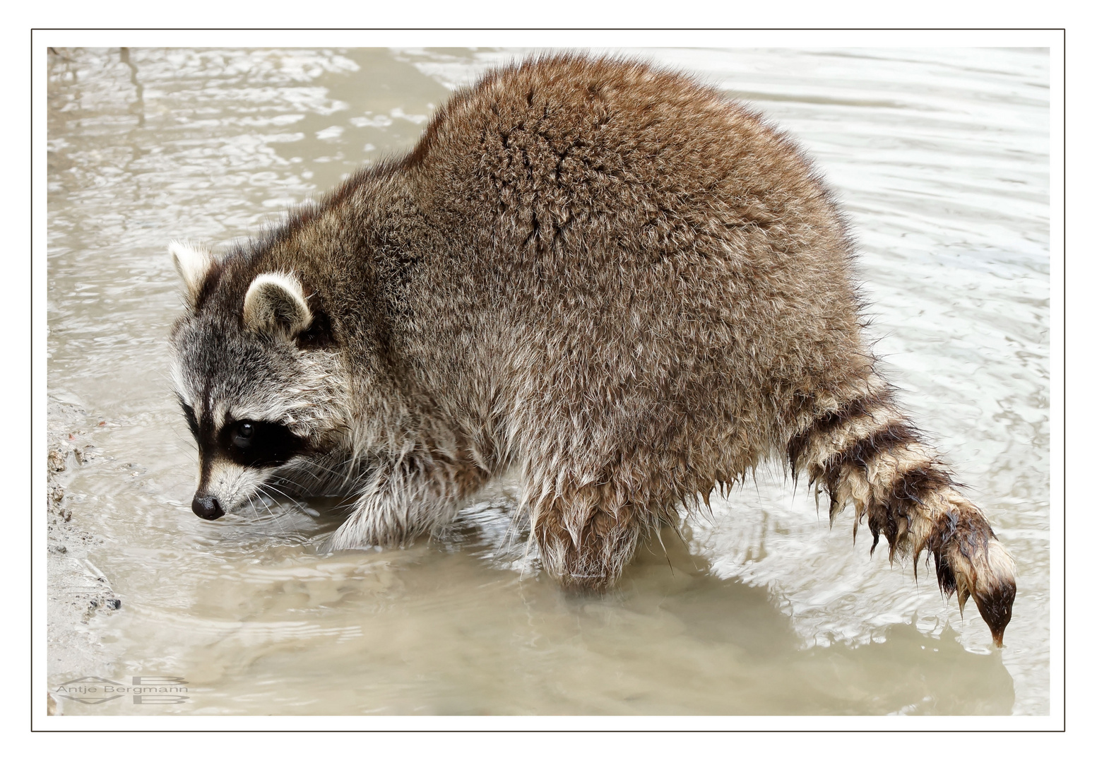 Waschbär beim Waschen ...