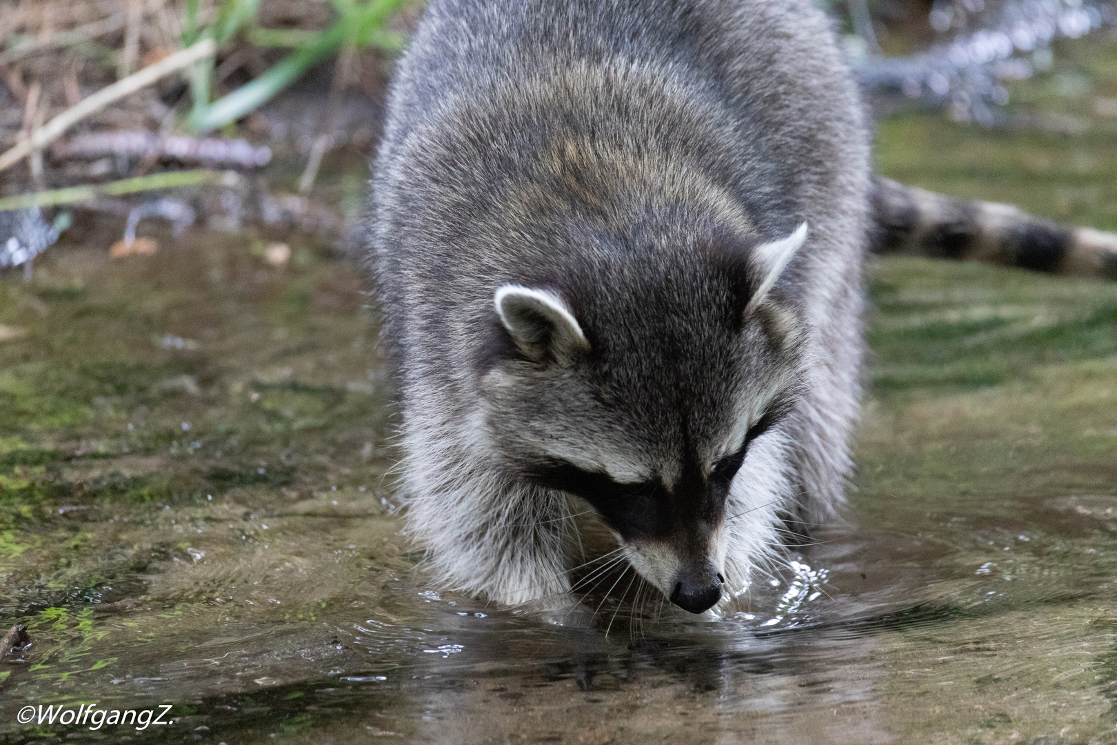 Waschbär beim waschen