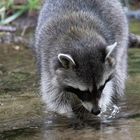 Waschbär beim waschen