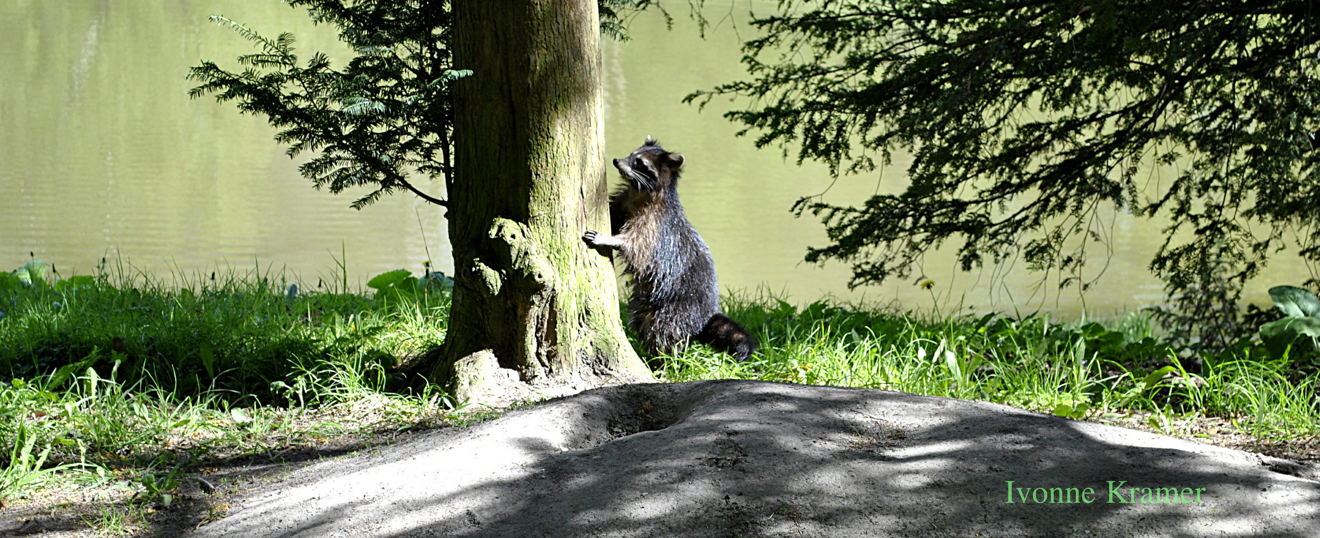 Waschbär