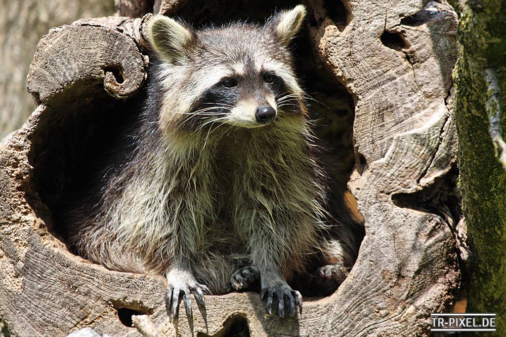 Waschbär