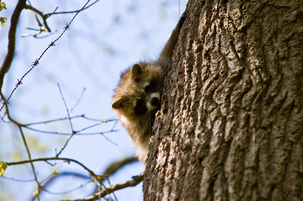 Waschbär