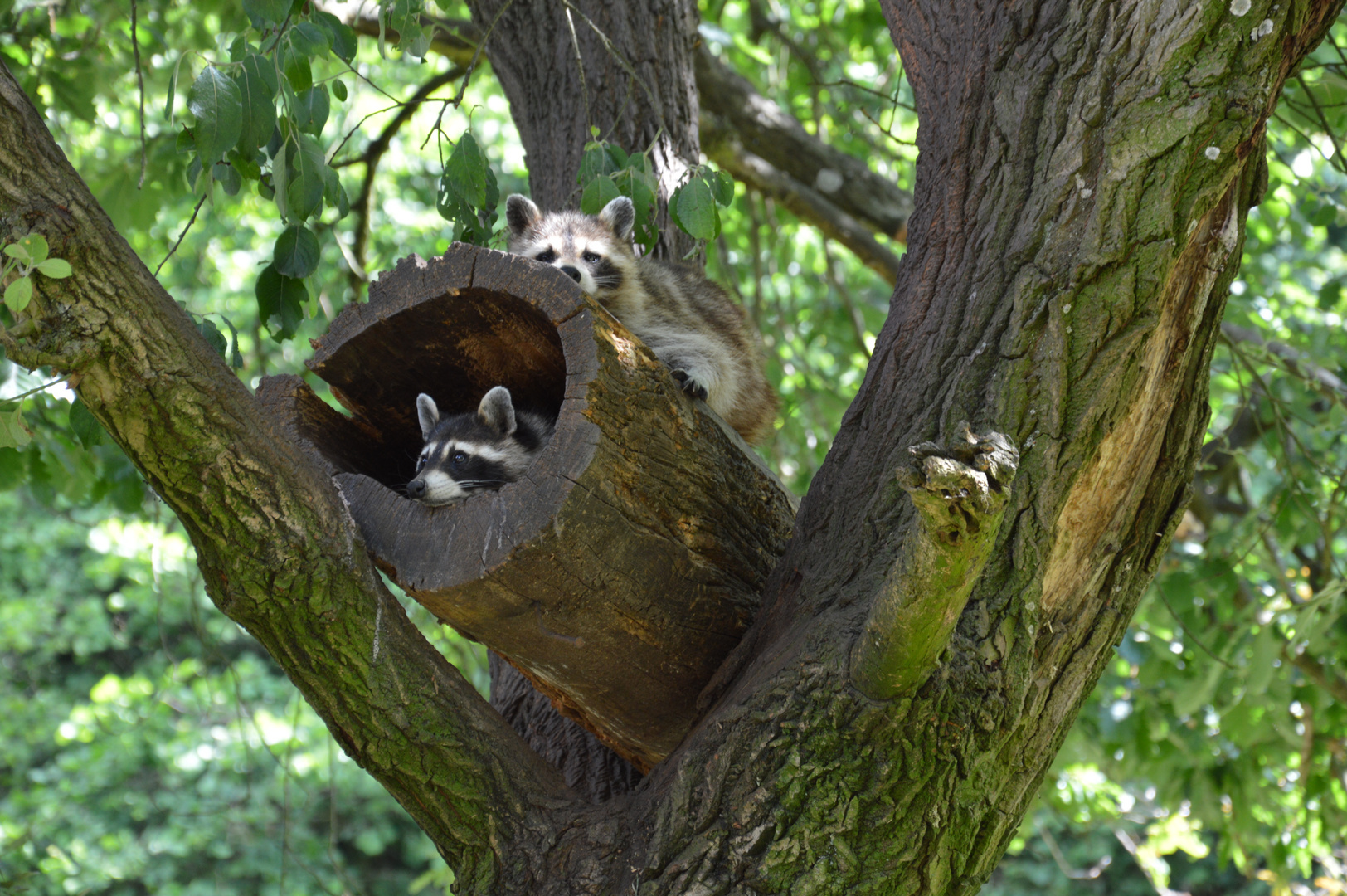 Waschbär