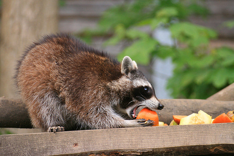 Waschbär Foto & Bild tiere, zoo, wildpark & falknerei, säugetiere Bilder auf