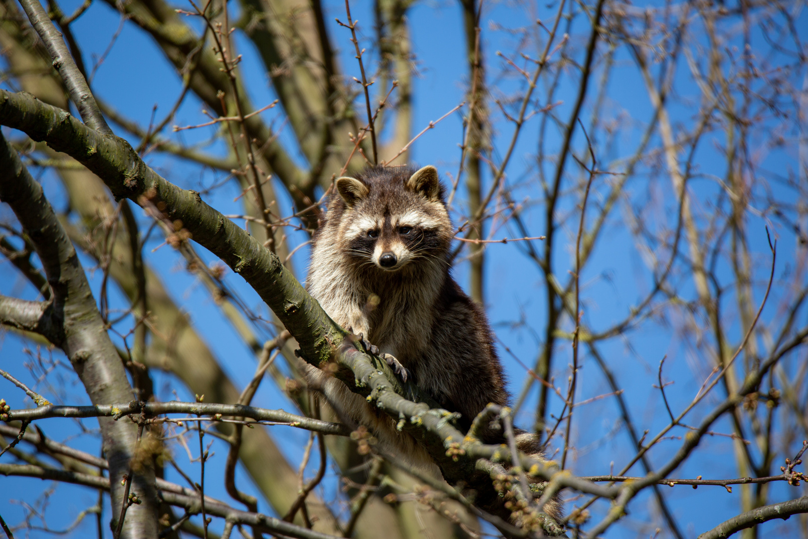 Waschbär