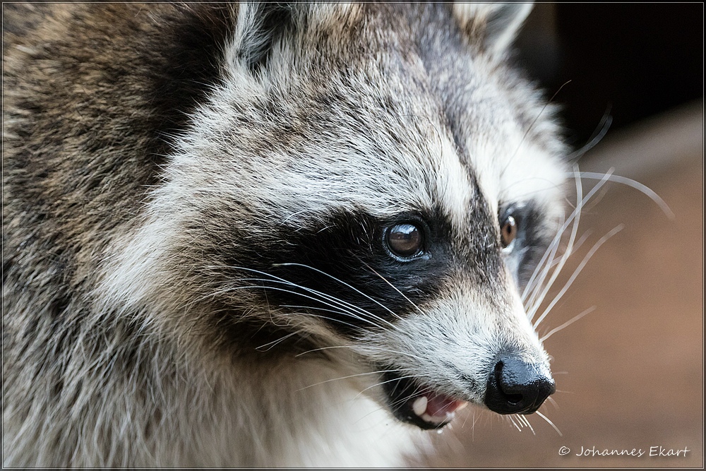 Waschbär