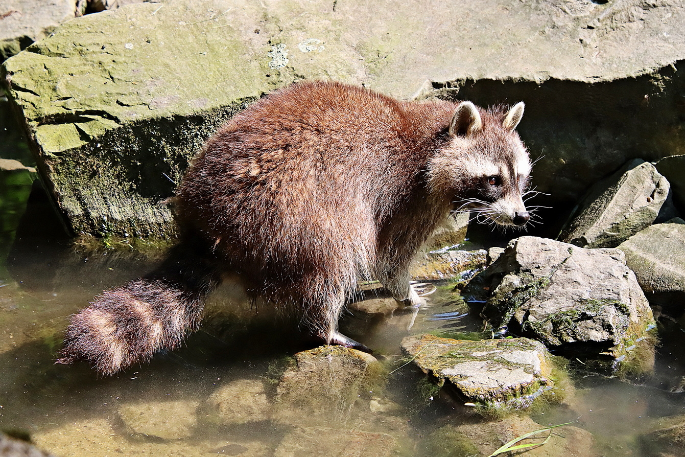 Waschbär