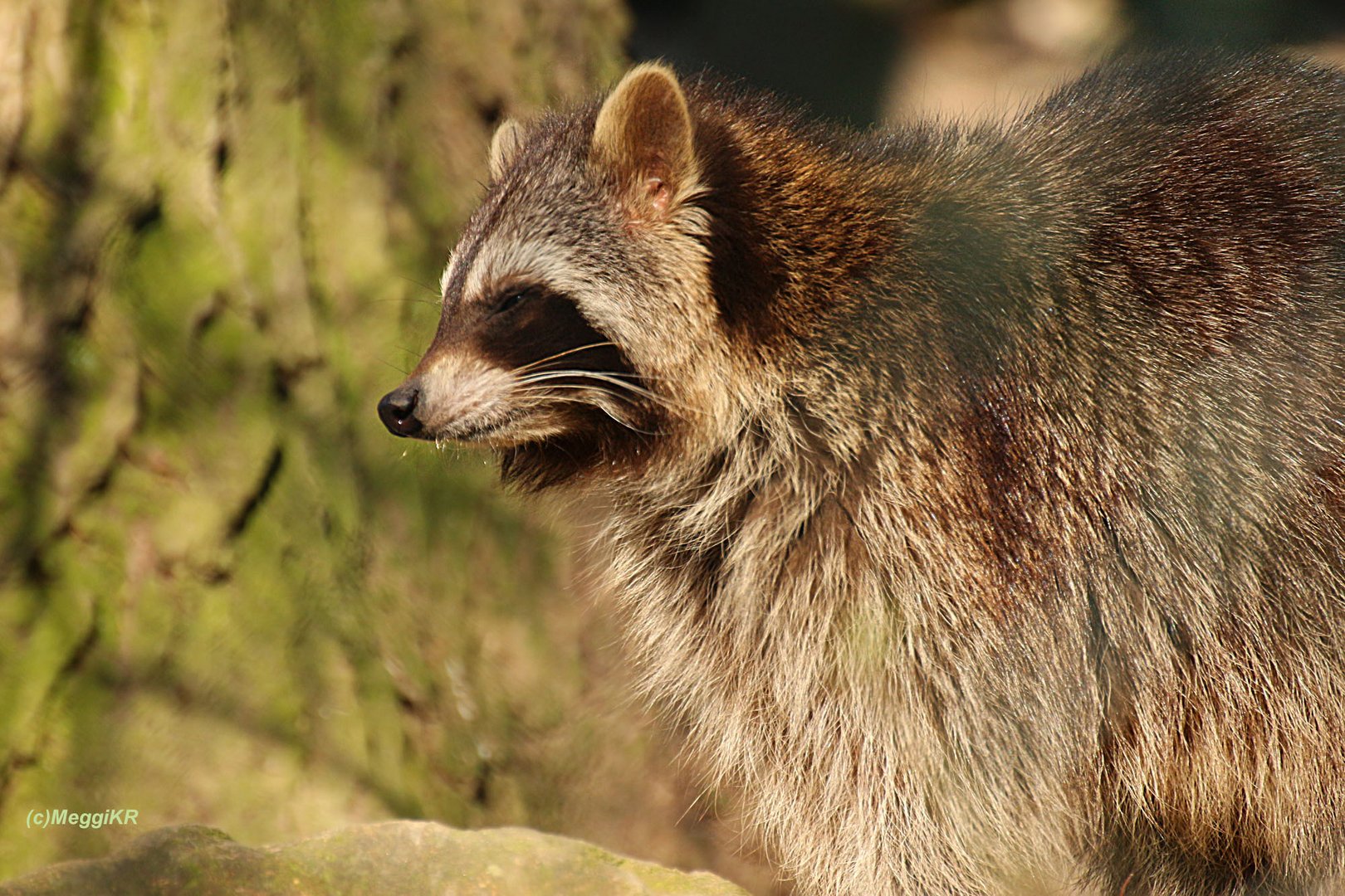 Waschbär