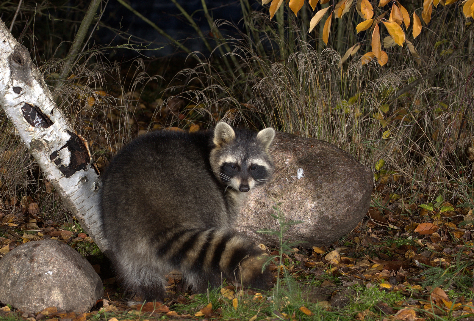 Waschbär