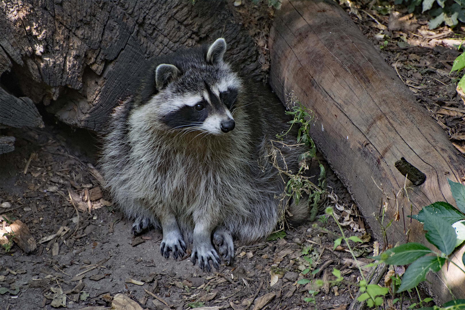 Waschbär