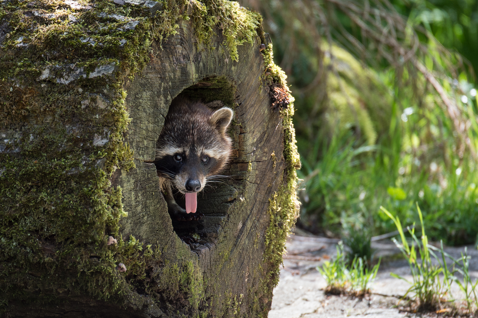 Waschbär