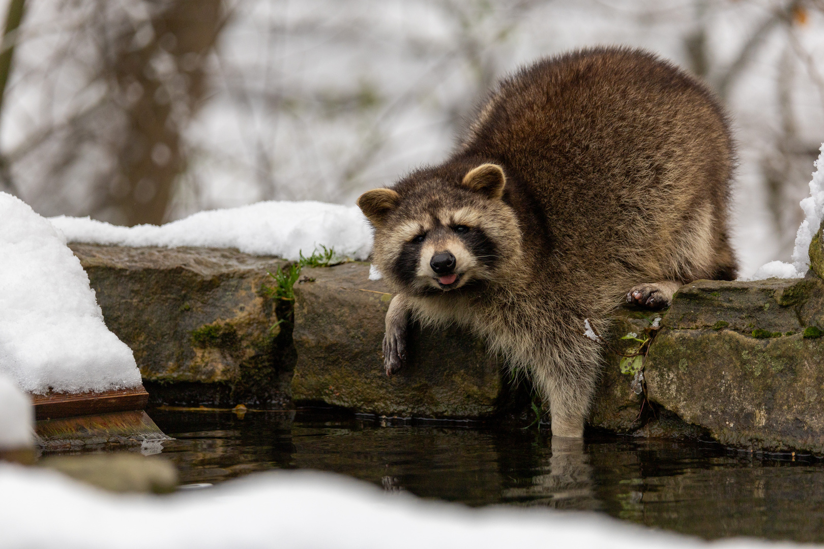 Waschbär