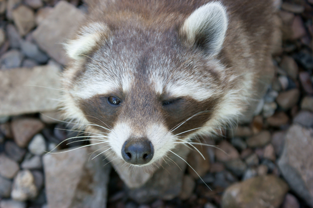 Waschbär