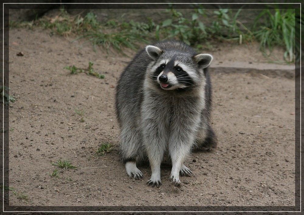 Waschbär