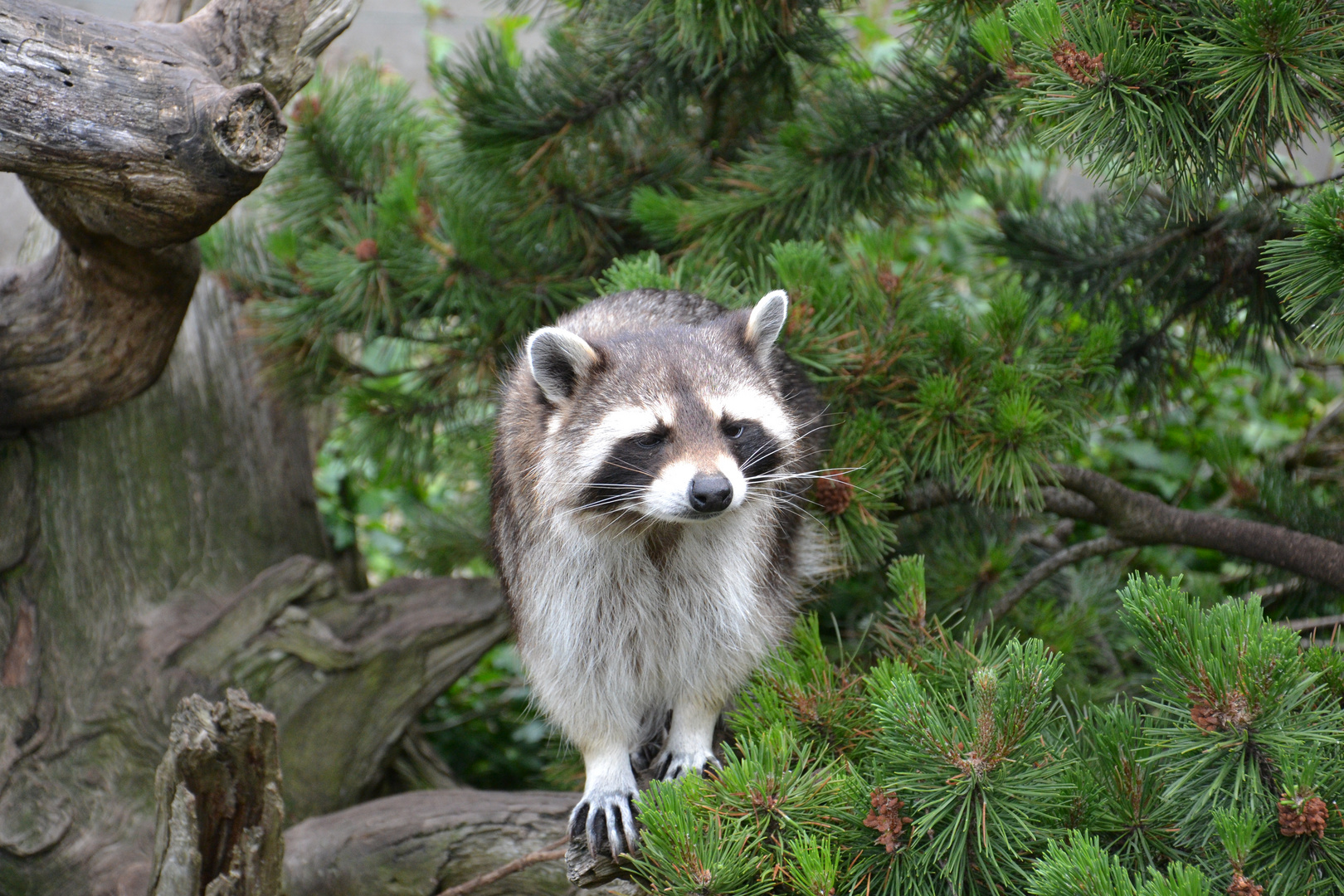 Waschbär