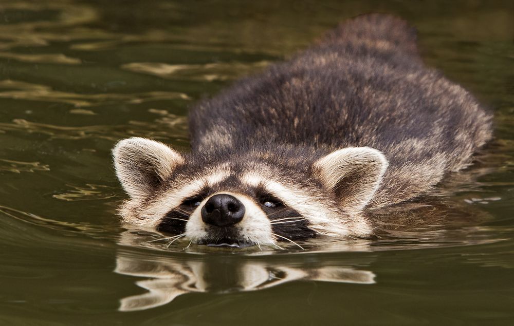 Waschbär Foto & Bild | landschaft, lebensräume, wasser Bilder auf