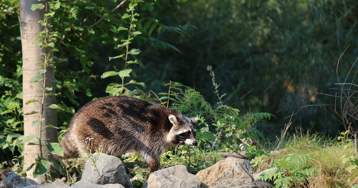 Waschbär