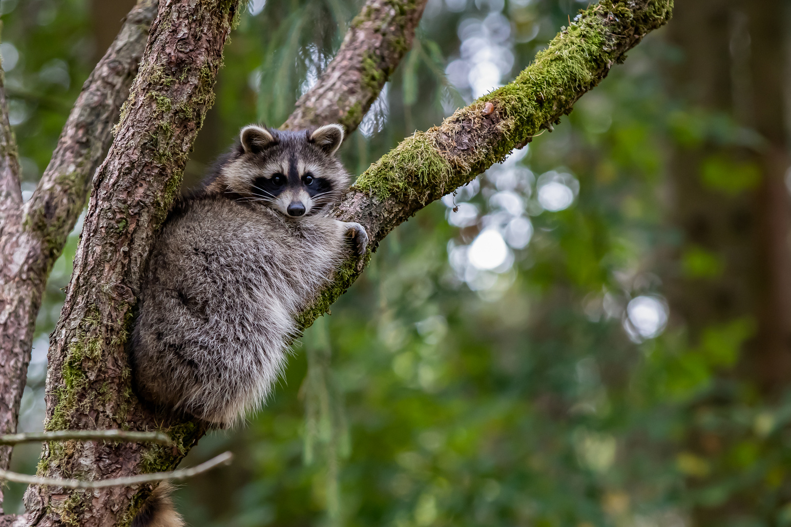 Waschbär