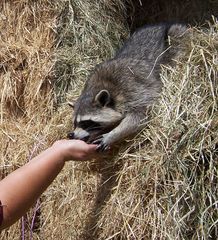 Waschbär