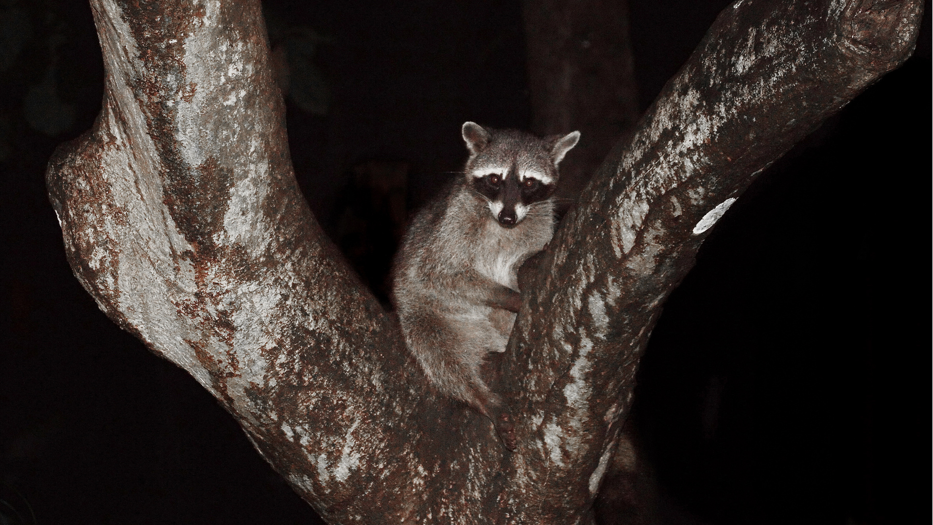 Waschbär