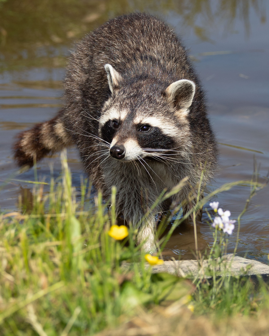 Waschbär