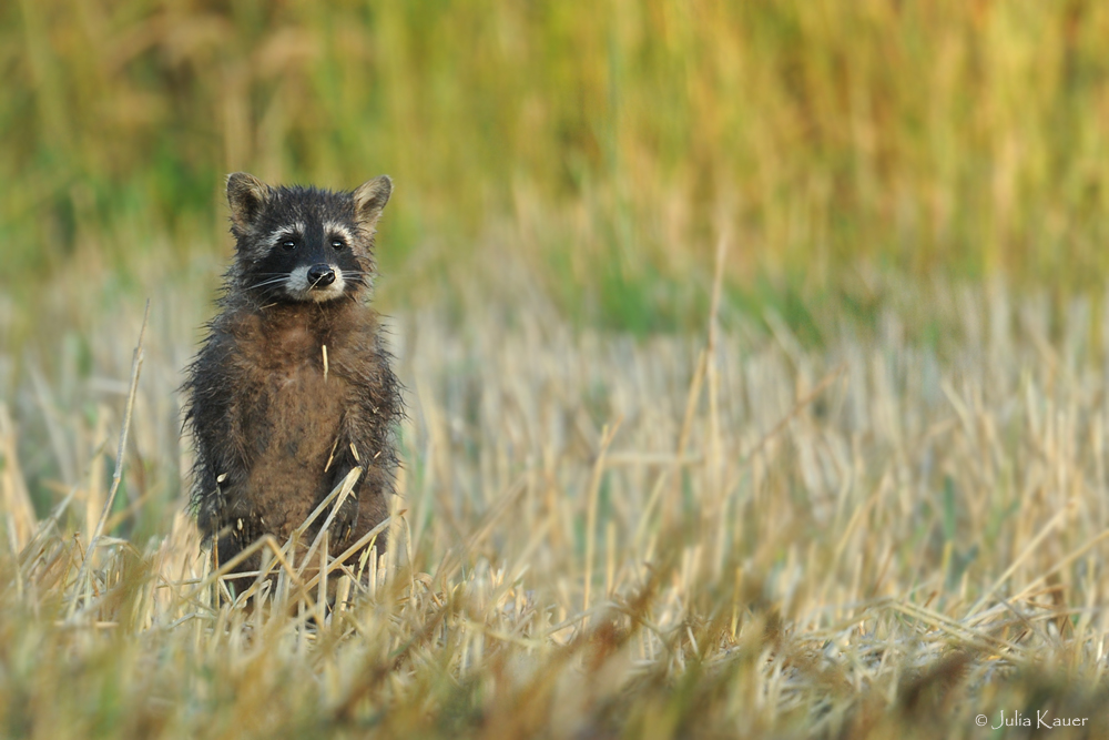 Waschbär, der Männchen macht