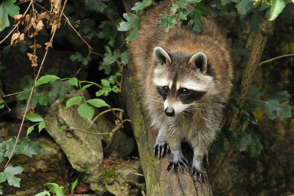 Waschbär: Der mit der hübschen Maske 01