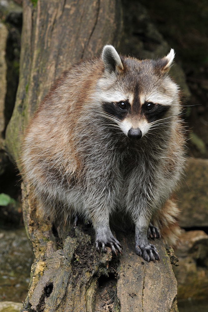 Waschbär: Der mit der hübschen Maske 02