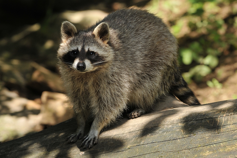 Waschbär: Der mit der hübschen Maske 03