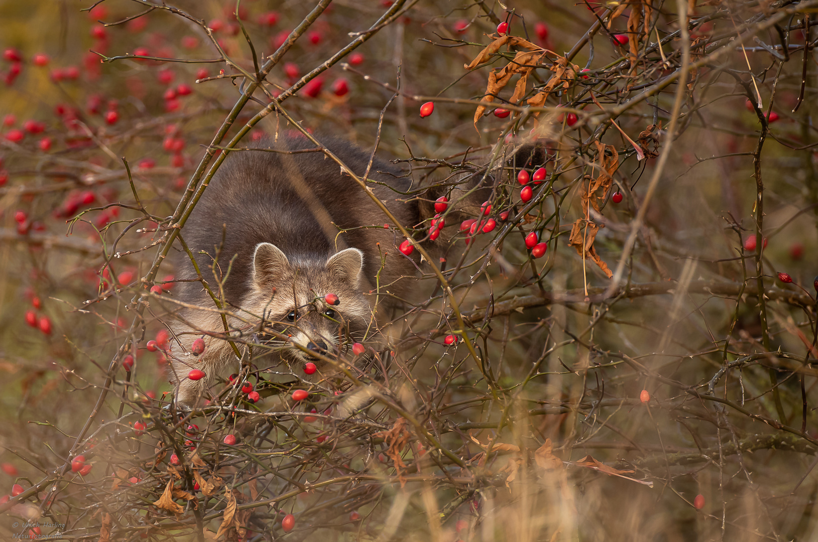 Waschbär Drömling-1