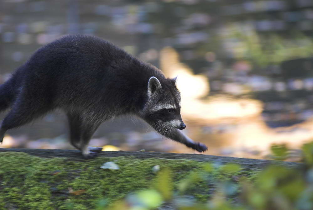 Waschbär