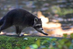 Waschbär