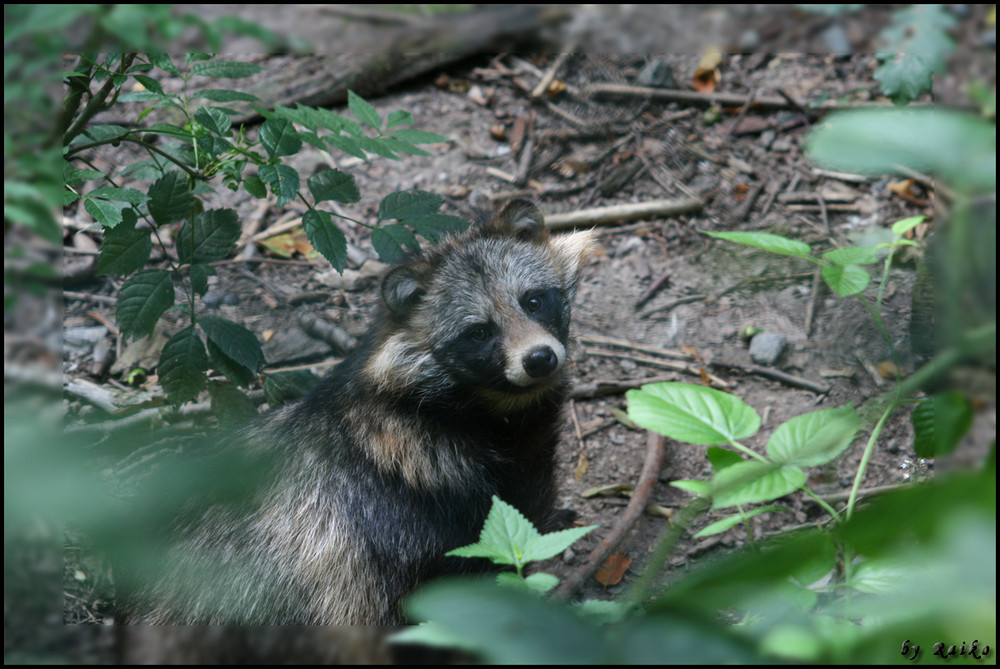 Waschbär