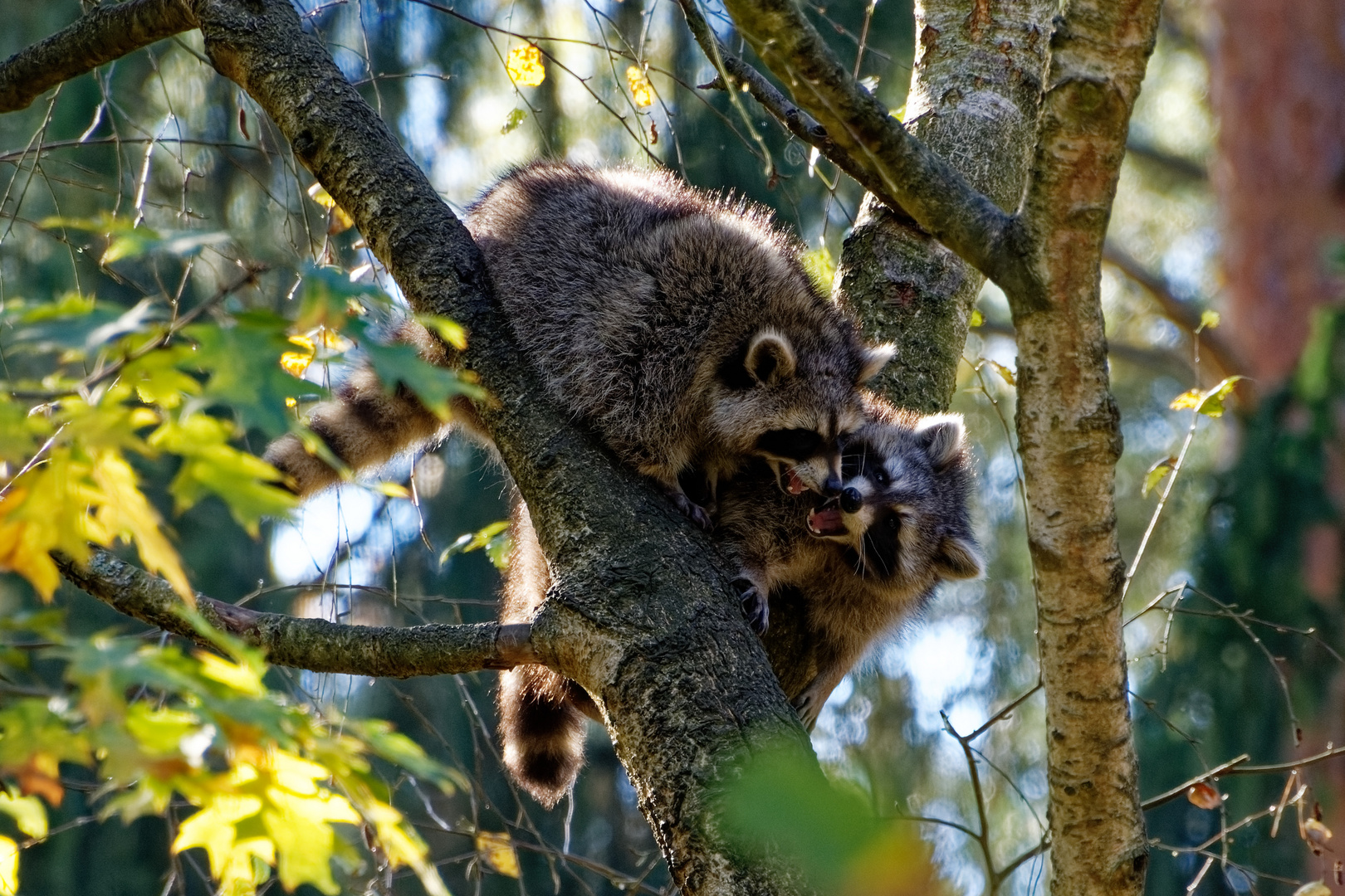 Waschbär