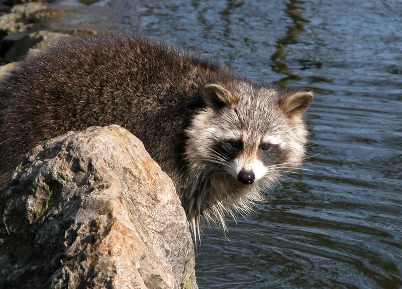 Waschbär