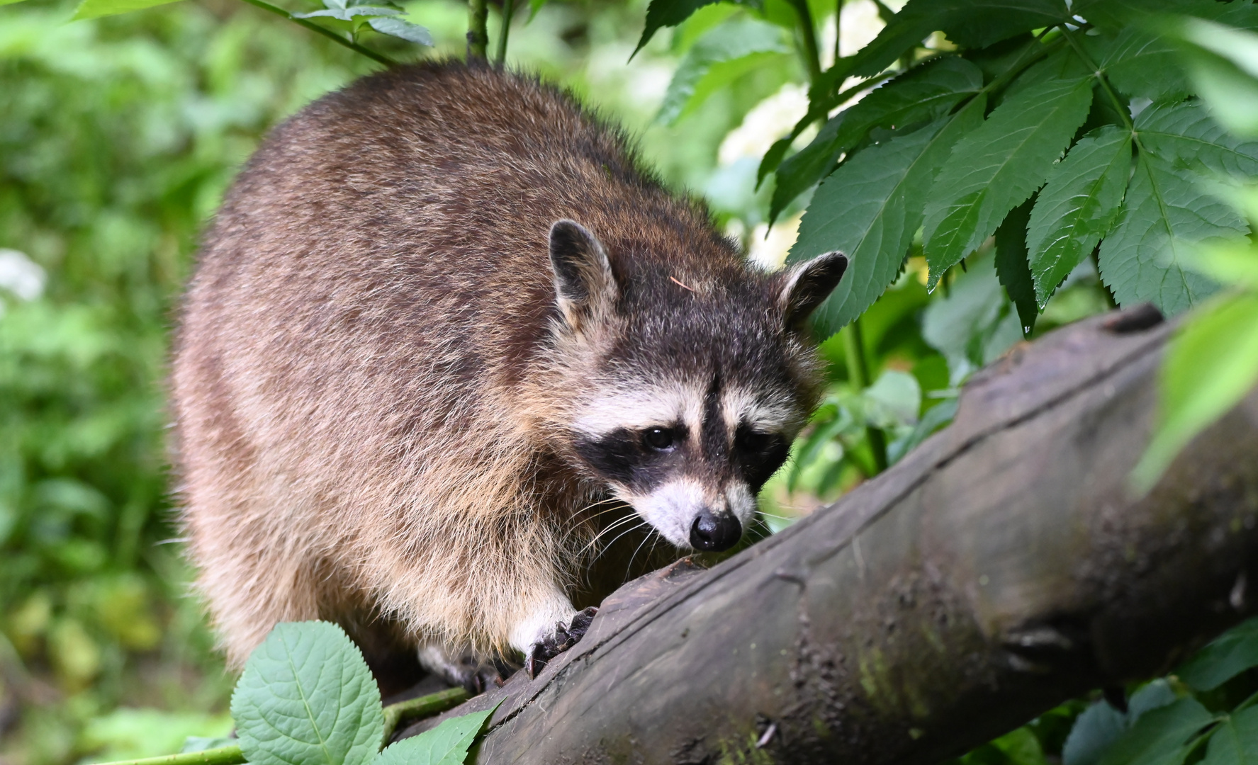 Waschbär