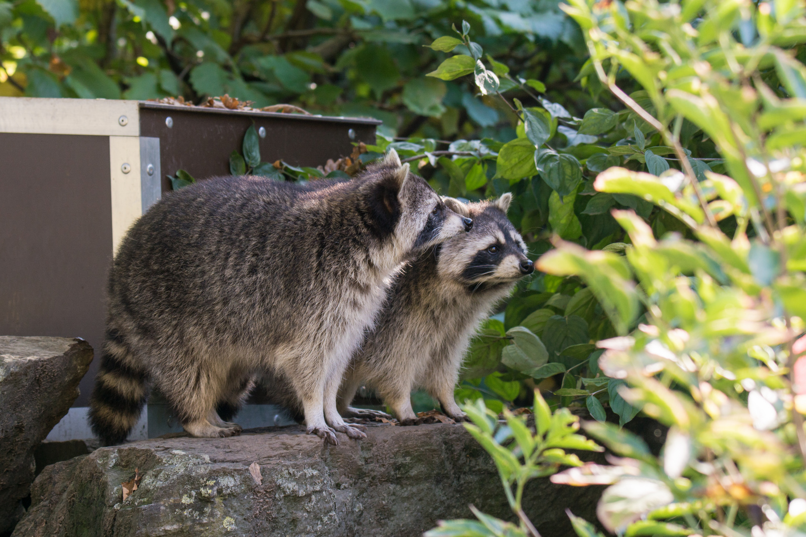 Waschbär