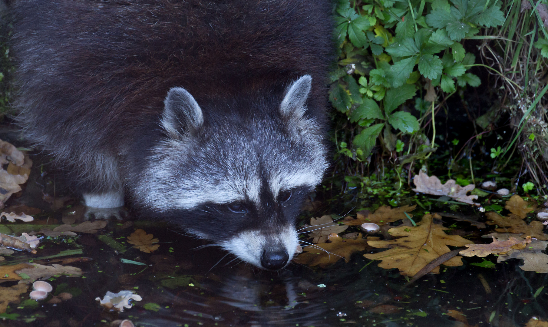 Waschbär